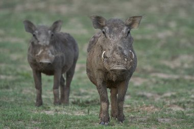 Yaban domuzu (Phacochoerus aethiopicus) Güney Luangwa Ulusal Parkı, Zambiya