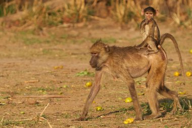 Yellow Baboon (Papio cynocephalus) carrying its young on its back whilst feeding on the fruit of a mango tree in South Luangwa National Park, Zambia clipart