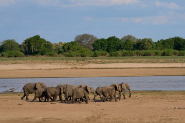 Çok sayıda Afrika Fili (Loxodonta africana) Luangwa Nehri 'ni geçerek Güney Luangwa Ulusal Parkı, Zambiya' dan ayrıldı..