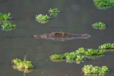 Nil Timsahı (Crocodylus niloticus) Güney Luangwa Ulusal Parkı 'ndaki sığ bir gölde yüzen su sümbüllerinin arasında pusuya yatar.