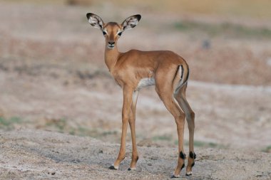 Genç Impala (Aepyceros melampus) Güney Luangwa Ulusal Parkı, Zambiya