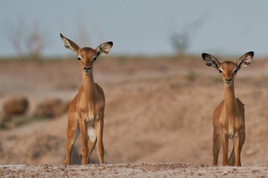 Genç Impala (Aepyceros melampus) Güney Luangwa Ulusal Parkı, Zambiya