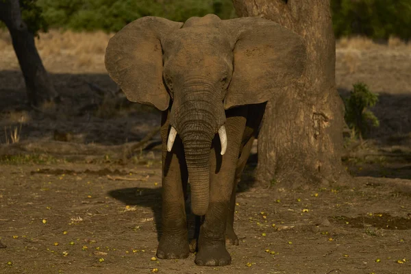 างแอฟร Loxodonta Africanana นใต นมะม วงในอ ทยานแห งชาต ววาใต ประเทศแซมเบ — ภาพถ่ายสต็อก