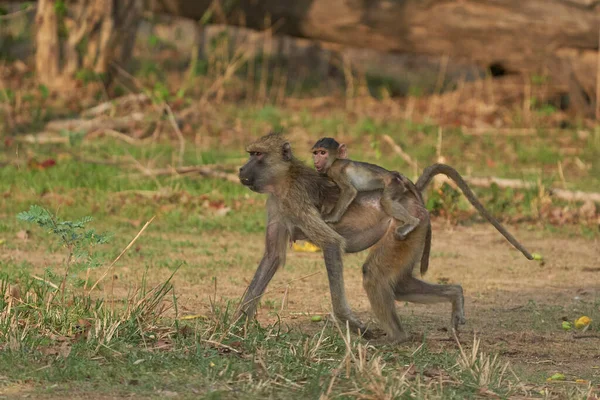 Yellow Baboon Papio Cynocephalus Carrying Its Young Its Back Whilst — ภาพถ่ายสต็อก