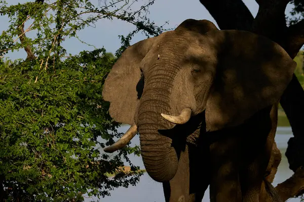 Большой Африканский Слон Loxodonta Africana Питается Ветвями Дерева Национальном Парке — стоковое фото