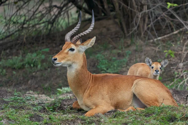Male Puku Kobus Vardoni Young South Luangwa National Park Zambia — ภาพถ่ายสต็อก