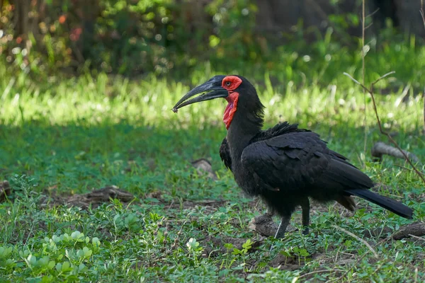 Southern Ground Hornbill Bucorvus Leadbeateri Llevando Presas Pico Parque Nacional — Foto de Stock