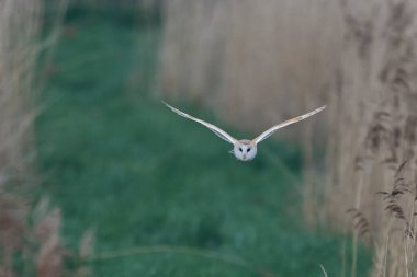 Barn Owl (Tyto alba) Somerset Düzey, İngiltere 'de bir sazlık üzerinde avlanıyor