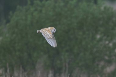 Barn Owl (Tyto alba) Somerset Düzey, İngiltere 'de bir sazlık üzerinde avlanıyor