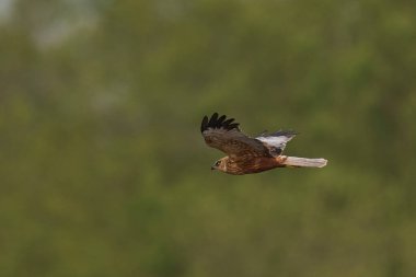 Marsh Harrier (Circus aeruginosus), Birleşik Krallık 'taki Somerset Düzey' de bir sazlığın üzerinde avlanmaktadır.