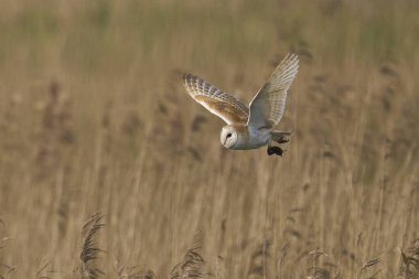 Barn Owl (Tyto alba) Somerset Düzey, İngiltere 'de bir sazlık üzerinde avlanıyor