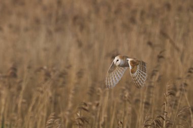 Barn Owl (Tyto alba) Somerset Düzey, İngiltere 'de bir sazlık üzerinde avlanıyor