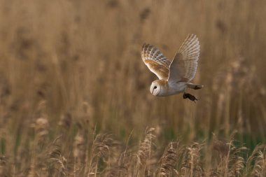 Barn Owl (Tyto alba) Somerset Düzey, İngiltere 'de bir sazlık üzerinde avlanıyor