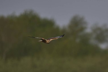 Marsh Harrier (Circus aeruginosus), Birleşik Krallık 'taki Somerset Düzey' de bir sazlığın üzerinde avlanmaktadır.