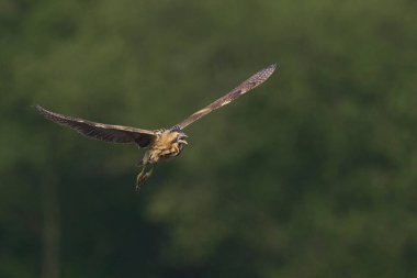 Bittern (Botaurus Stellaris) Somerset Düzey, İngiltere 'deki sazlıklar üzerinde uçar.