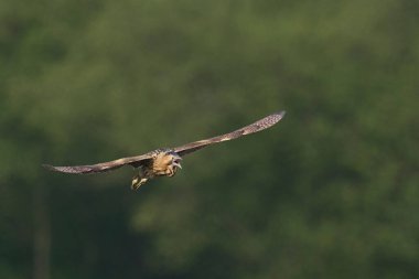 Bittern (Botaurus Stellaris) Somerset Düzey, İngiltere 'deki sazlıklar üzerinde uçar.