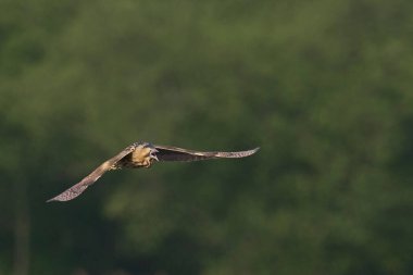Bittern (Botaurus Stellaris) Somerset Düzey, İngiltere 'deki sazlıklar üzerinde uçar.