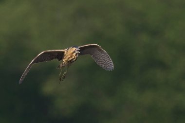 Bittern (Botaurus Stellaris) Somerset Düzey, İngiltere 'deki sazlıklar üzerinde uçar.