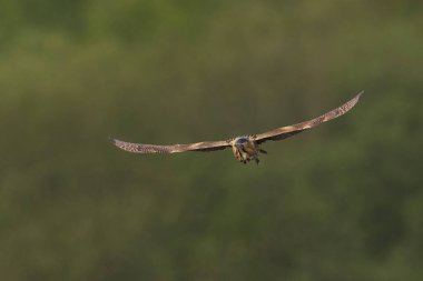 Bittern (Botaurus Stellaris) Somerset Düzey, İngiltere 'deki sazlıklar üzerinde uçar.