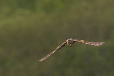 Bittern (Botaurus Stellaris) Somerset Düzey, İngiltere 'deki sazlıklar üzerinde uçar.