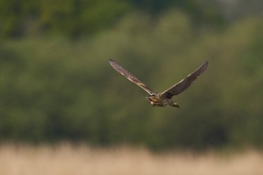 Bittern (Botaurus Stellaris) Somerset Düzey, İngiltere 'deki sazlıklar üzerinde uçar.
