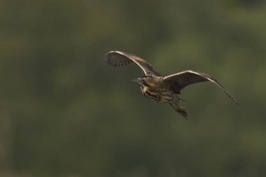 Bittern (Botaurus Stellaris) Somerset Düzey, İngiltere 'deki sazlıklar üzerinde uçar.