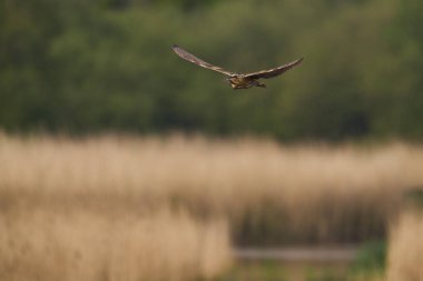 Bittern (Botaurus Stellaris) Somerset Düzey, İngiltere 'deki sazlıklar üzerinde uçar.