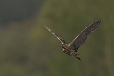 Bittern (Botaurus Stellaris) Somerset Düzey, İngiltere 'deki sazlıklar üzerinde uçar.