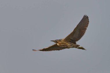 Bittern (Botaurus Stellaris) Somerset Düzey, İngiltere 'deki sazlıklar üzerinde uçar.