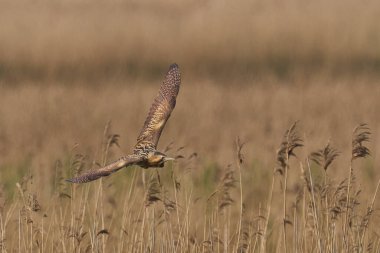 Bittern (Botaurus Stellaris) Somerset Düzey, İngiltere 'deki sazlıklar üzerinde uçar.