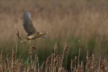 Bittern (Botaurus Stellaris) Somerset Düzey, İngiltere 'deki sazlıklar üzerinde uçar.