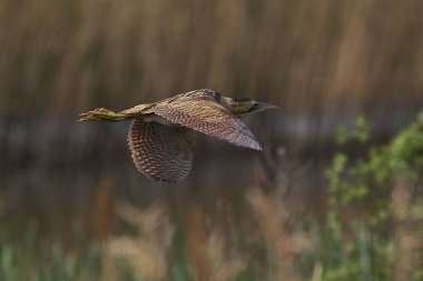 Bittern (Botaurus Stellaris) Somerset Düzey, İngiltere 'deki sazlıklar üzerinde uçar.