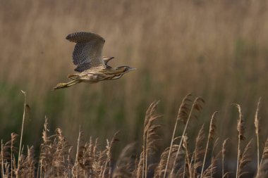 Bittern (Botaurus Stellaris) Somerset Düzey, İngiltere 'deki sazlıklar üzerinde uçar.