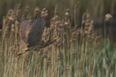 Bittern (Botaurus Stellaris) Somerset Düzey, İngiltere 'deki sazlıklar üzerinde uçar.