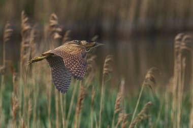 Bittern (Botaurus Stellaris) Somerset Düzey, İngiltere 'deki sazlıklar üzerinde uçar.