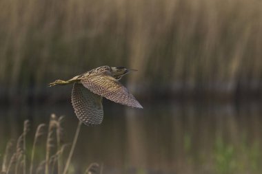 Bittern (Botaurus Stellaris) Somerset Düzey, İngiltere 'deki sazlıklar üzerinde uçar.