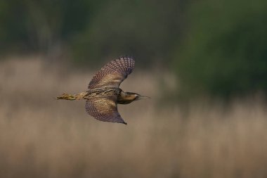 Bittern (Botaurus Stellaris) Somerset Düzey, İngiltere 'deki sazlıklar üzerinde uçar.