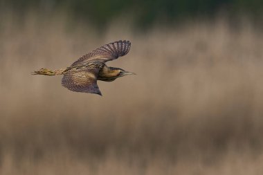 Bittern (Botaurus Stellaris) Somerset Düzey, İngiltere 'deki sazlıklar üzerinde uçar.