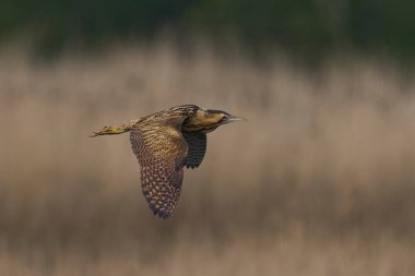 Bittern (Botaurus Stellaris) Somerset Düzey, İngiltere 'deki sazlıklar üzerinde uçar.