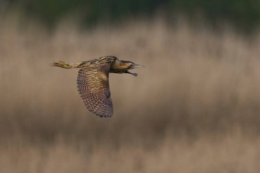 Bittern (Botaurus Stellaris) Somerset Düzey, İngiltere 'deki sazlıklar üzerinde uçar.