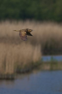 Bittern (Botaurus Stellaris) Somerset Düzey, İngiltere 'deki sazlıklar üzerinde uçar.