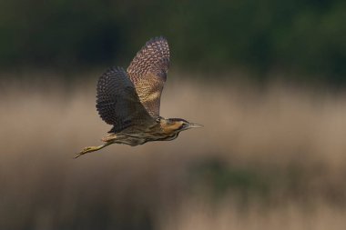 Bittern (Botaurus Stellaris) Somerset Düzey, İngiltere 'deki sazlıklar üzerinde uçar.