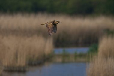 Bittern (Botaurus Stellaris) Somerset Düzey, İngiltere 'deki sazlıklar üzerinde uçar.