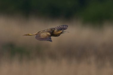 Bittern (Botaurus Stellaris) Somerset Düzey, İngiltere 'deki sazlıklar üzerinde uçar.