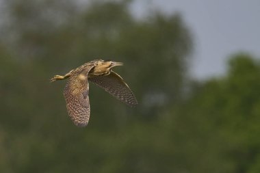 Bittern (Botaurus Stellaris) Somerset Düzey, İngiltere 'deki sazlıklar üzerinde uçar.