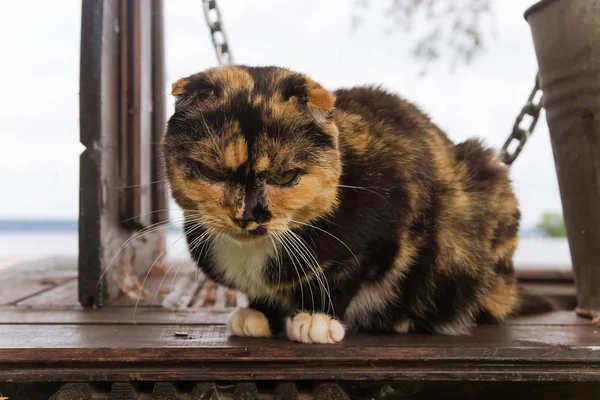 Kedi kaplumbağa kabuğu rengi katlanmış