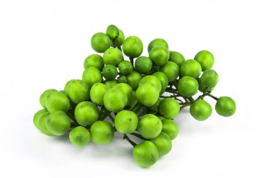 hindi üzümü (Solanum torvum) beyaz arka grupta izole edilmiş