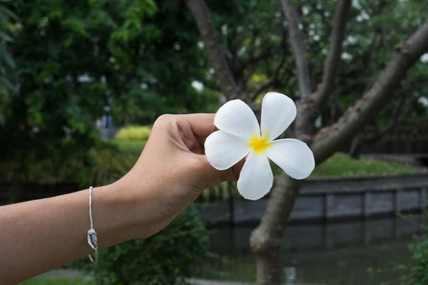 手にプルメリアの花 — ストック写真