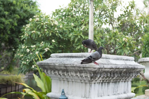 Two Pigeons Cement Pillars — Stock Photo, Image