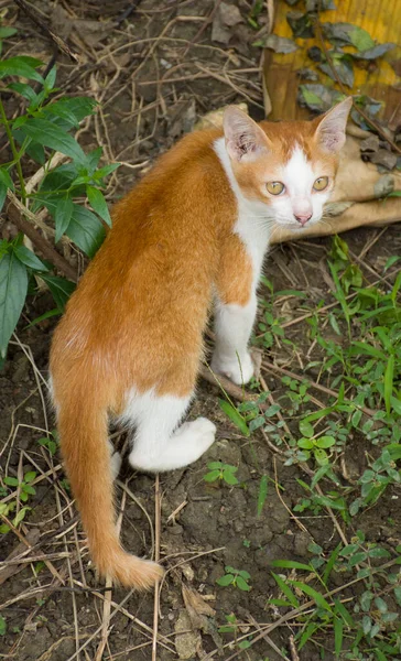 Kucing Kuning Dengan Mata Kuning Melihat Kamera — Stok Foto